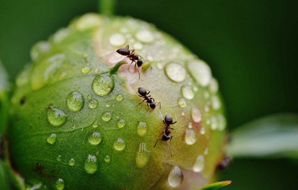 graine de vie fourmis macro